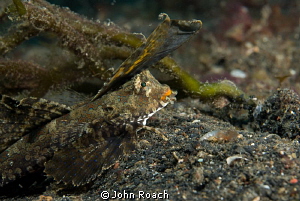 Dragonet by John Roach 